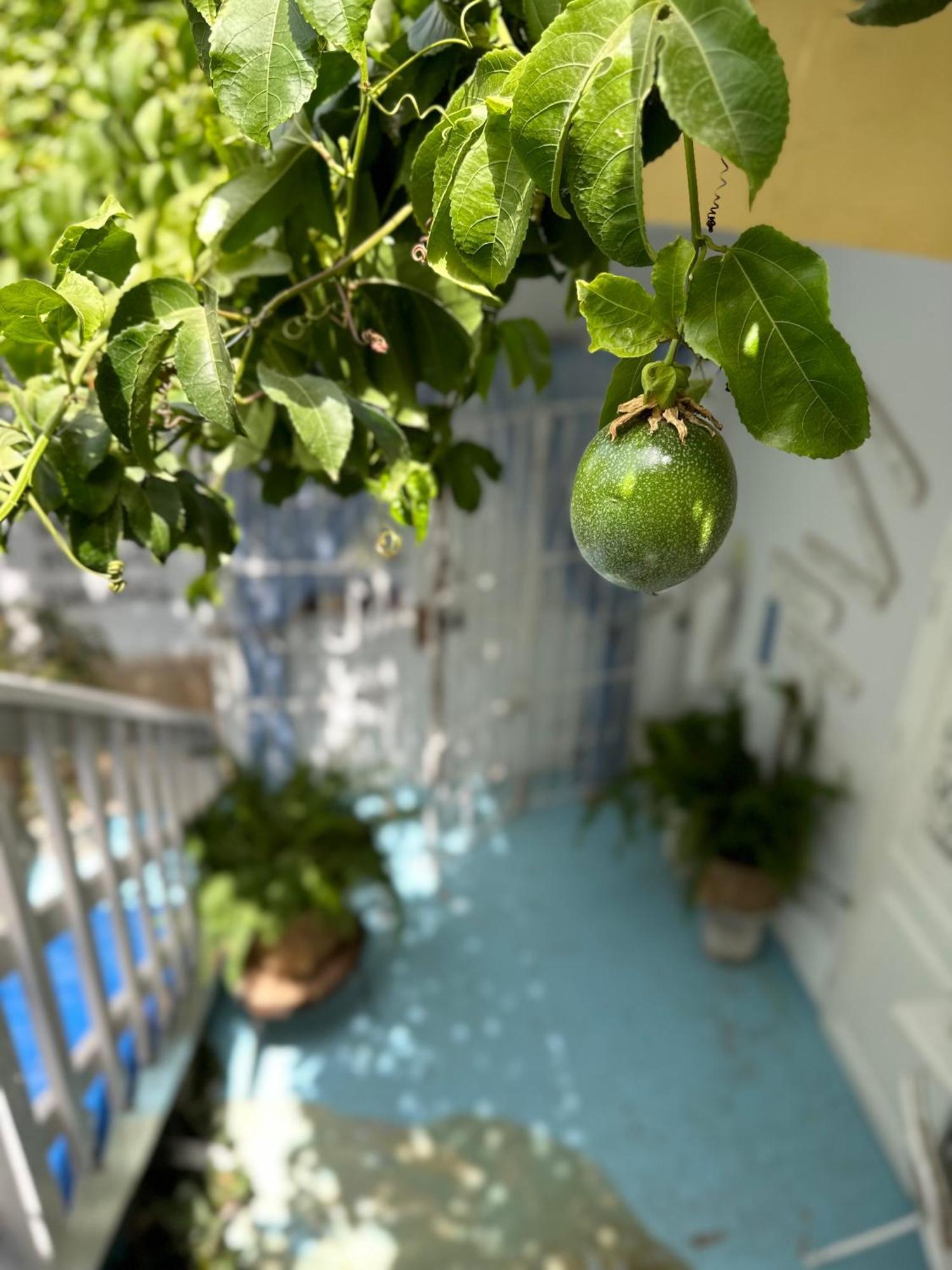 B&B Mi Ma Bo, Sal Rei, Boa Vista, Cape Verde, Free Wi-Fi מראה חיצוני תמונה
