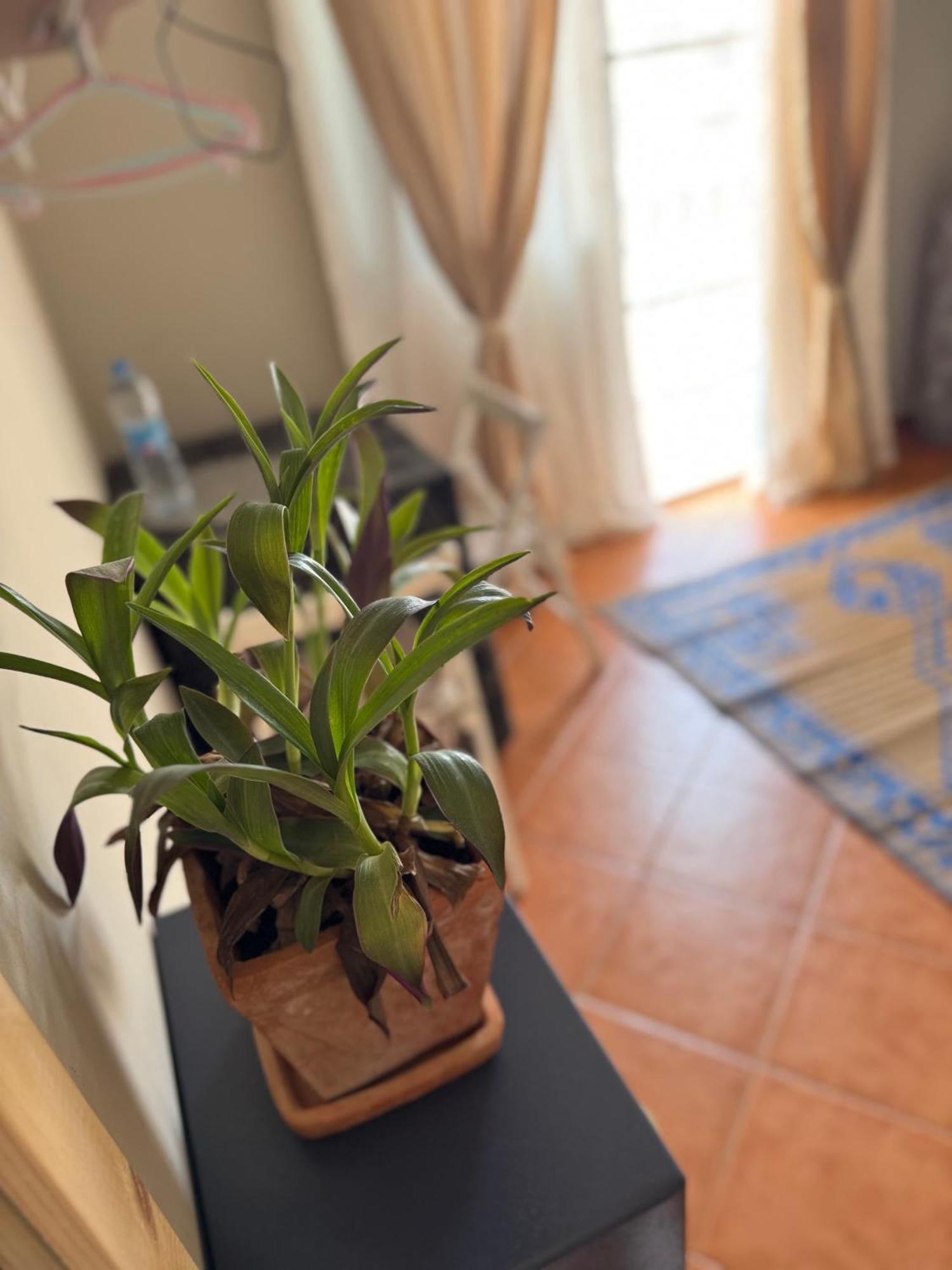 B&B Mi Ma Bo, Sal Rei, Boa Vista, Cape Verde, Free Wi-Fi מראה חיצוני תמונה